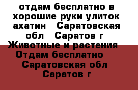 отдам бесплатно в хорошие руки улиток ахатин - Саратовская обл., Саратов г. Животные и растения » Отдам бесплатно   . Саратовская обл.,Саратов г.